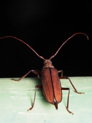 Aegolipton marginale