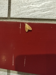 Hemipsilia coavestis