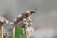 Bothynoderes affinis