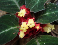 Corytoplectus speciosus