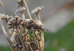 Bothynoderes affinis