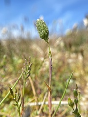Phleum arenarium
