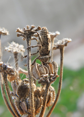 Bothynoderes affinis