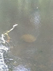 Pseudemys concinna concinna