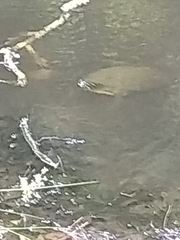 Pseudemys concinna concinna