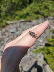 Dicerca tenebrosa tenebrosa