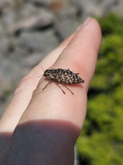 Dicerca tenebrosa tenebrosa