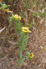 Tuberaria echioides