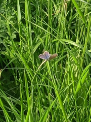Plebejus argus