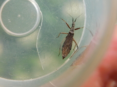 Pygolampis bidentata