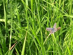 Plebejus argus