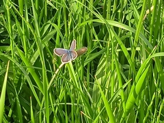 Plebejus argus