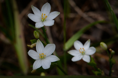 Chamaescilla corymbosa