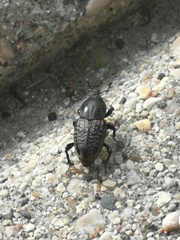 Sphenophorus cicatristriatus