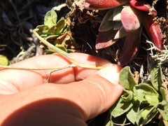 Poa unilateralis