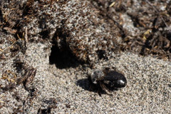 Habropoda miserabilis