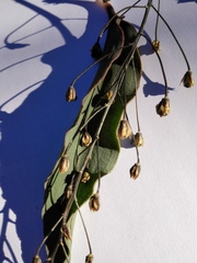 Eriospermum lanceifolium