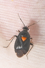 Deraeocoris ribauti