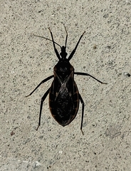 Triatoma rubida