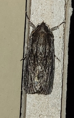 Neogalea sunia