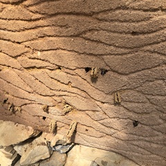 Anthophora bomboides