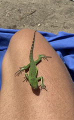 Iguana iguana