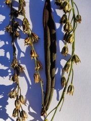 Eriospermum lanceifolium