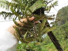 Alsophila bryophila
