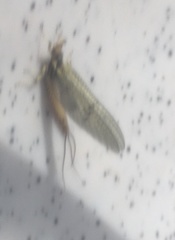 Ephemera danica