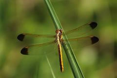 Libellula flavida
