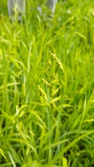 Carex davisii