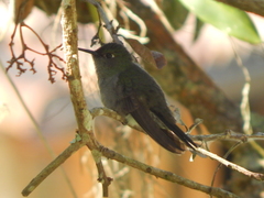 Eupetomena cirrochloris