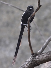 Lanius melanoleucus melanoleucus