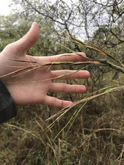 Hyperthelia dissoluta