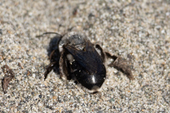 Habropoda miserabilis