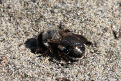 Habropoda miserabilis