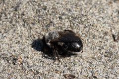 Habropoda miserabilis