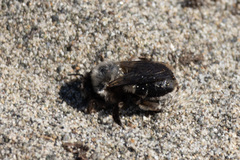 Habropoda miserabilis