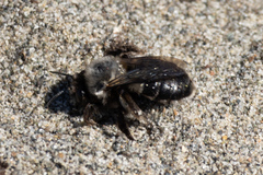 Habropoda miserabilis