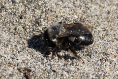 Habropoda miserabilis