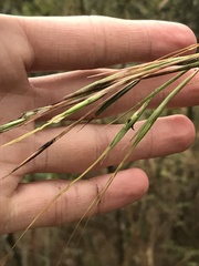 Hyperthelia dissoluta