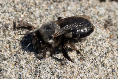 Habropoda miserabilis