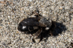 Habropoda miserabilis