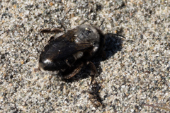 Habropoda miserabilis