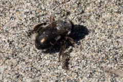 Habropoda miserabilis