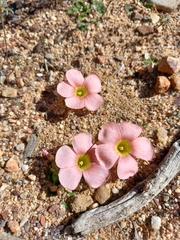 Oxalis pulchella