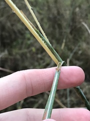 Hyperthelia dissoluta