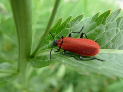 Pyrochroa coccinea