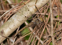 Neurocordulia molesta