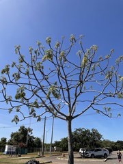 Cecropia pachystachya
